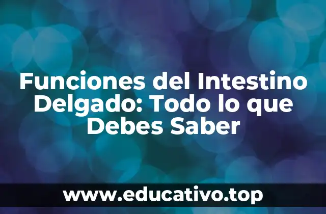 Funciones del Intestino Delgado: Todo lo que Debes Saber