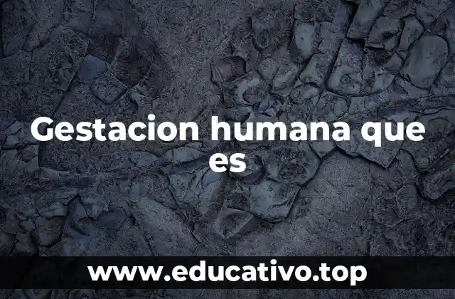 Gestacion humana que es