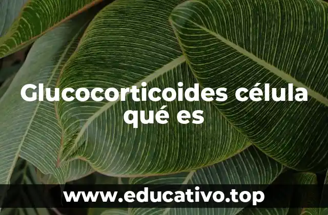 Glucocorticoides célula qué es