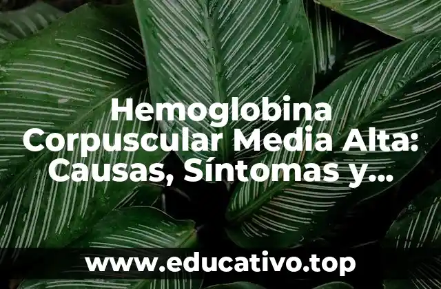 Hemoglobina Corpuscular Media Alta: Causas, Síntomas y Tratamiento