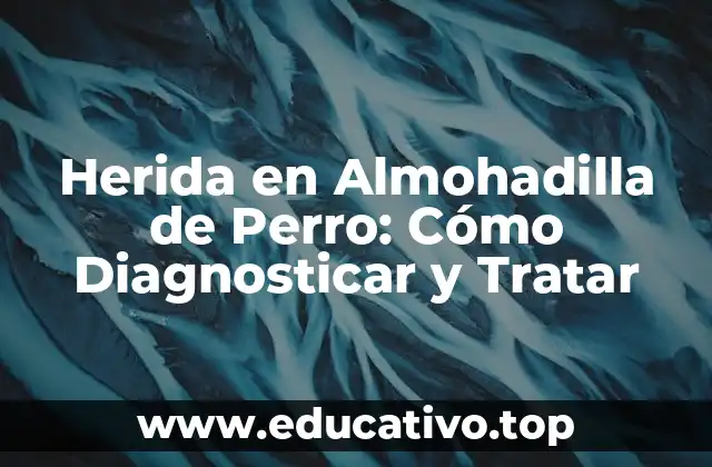 Herida en Almohadilla de Perro: Cómo Diagnosticar y Tratar