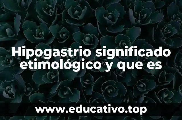 Hipogastrio significado etimológico y que es
