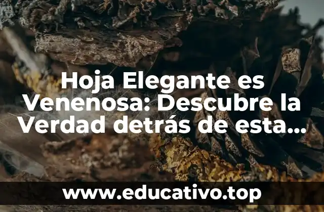 Hoja Elegante es Venenosa: Descubre la Verdad detrás de esta Planta Ornamental
