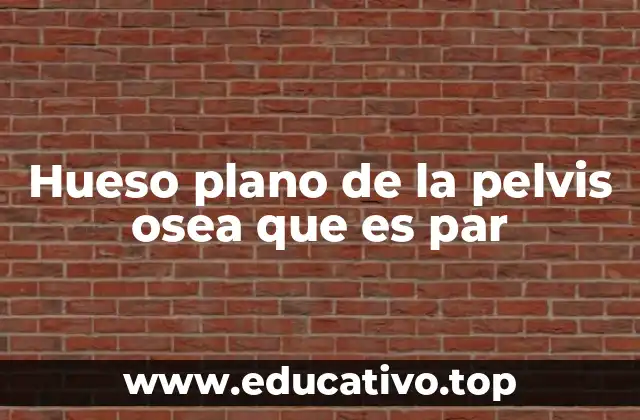 Hueso plano de la pelvis osea que es par