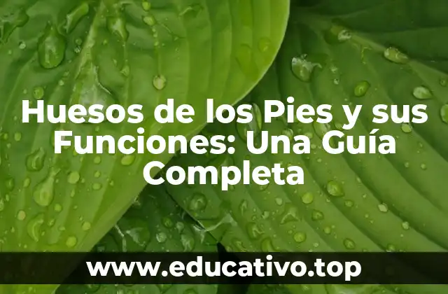 Huesos de los Pies y sus Funciones: Una Guía Completa