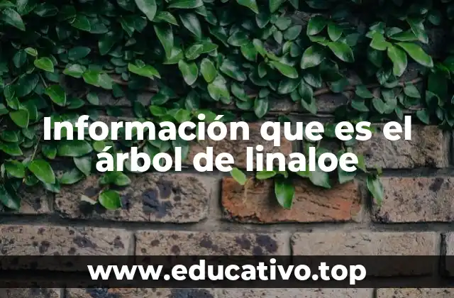 Origen y características del linaloe