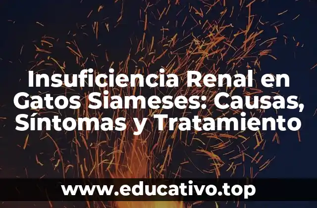 Insuficiencia Renal en Gatos Siameses: Causas, Síntomas y Tratamiento