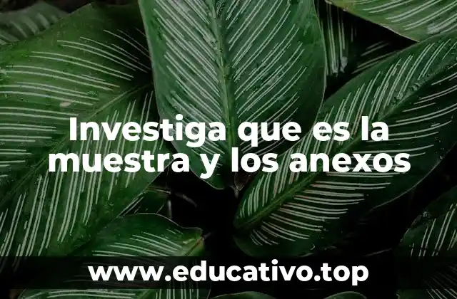 Investiga que es la muestra y los anexos