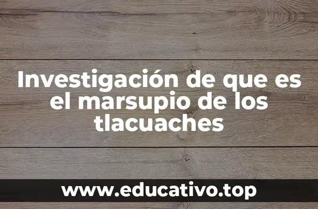 Investigación de que es el marsupio de los tlacuaches