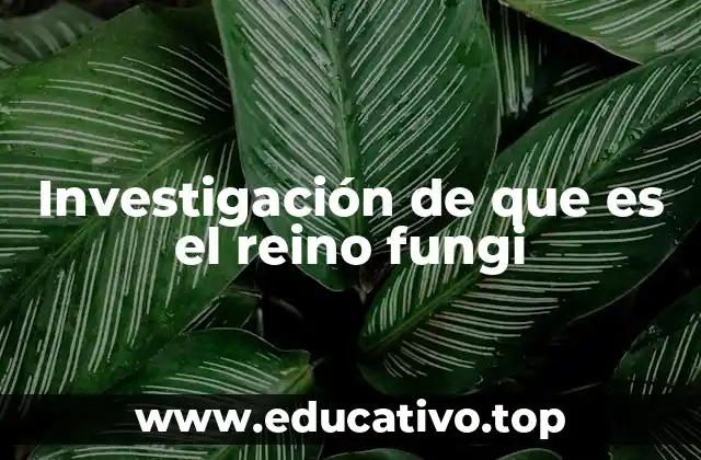 Investigación de que es el reino fungi