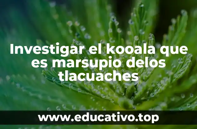 Investigar el kooala que es marsupio delos tlacuaches