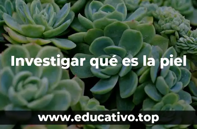 Investigar qué es la piel