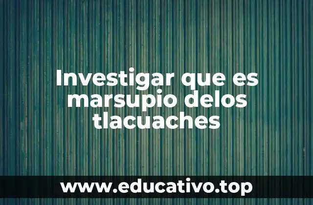 Investigar que es marsupio delos tlacuaches