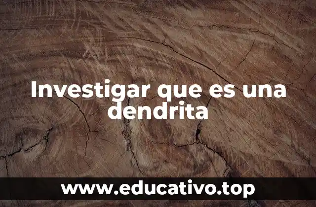 Investigar que es una dendrita