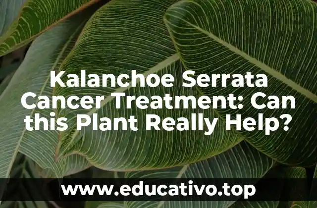 Kalanchoe Serrata Cancer Treatment: Can this Plant Really Help?
