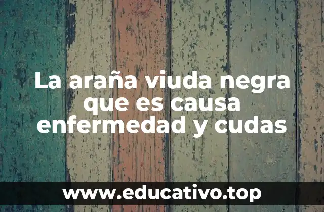 La araña viuda negra que es causa enfermedad y cudas