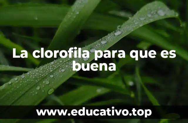 La clorofila para que es buena