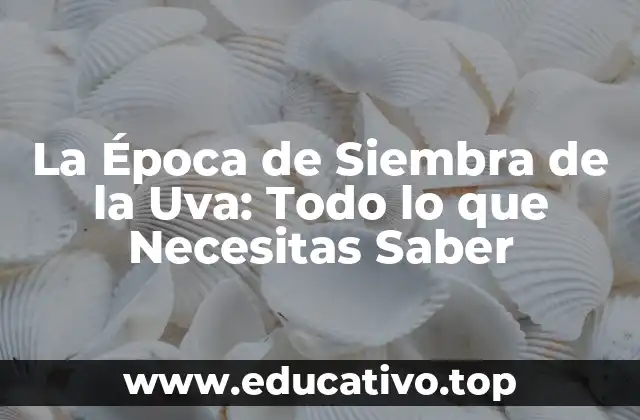 La Época de Siembra de la Uva: Todo lo que Necesitas Saber