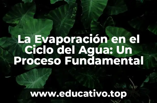 La Evaporación en el Ciclo del Agua: Un Proceso Fundamental