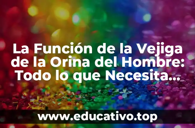 La Función de la Vejiga de la Orina del Hombre: Todo lo que Necesita Saber