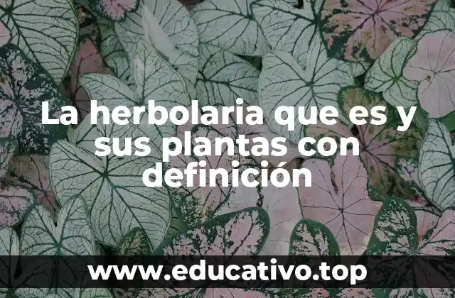 La herbolaria que es y sus plantas con definición