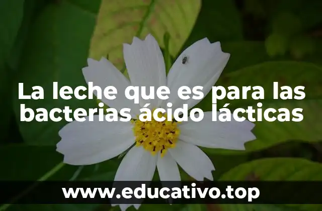 Cómo la leche se convierte en un medio de cultivo para bacterias ácido lácticas