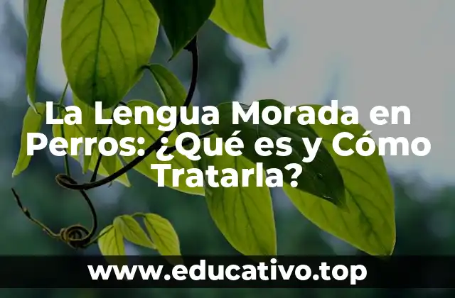 La Lengua Morada en Perros: ¿Qué es y Cómo Tratarla?