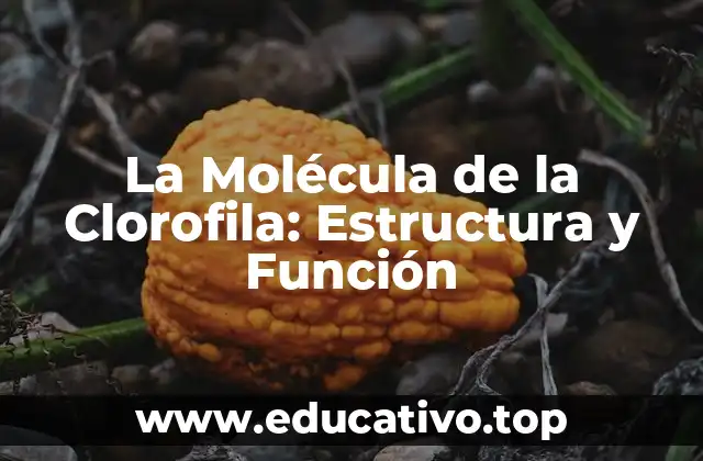 La Molécula de la Clorofila: Estructura y Función