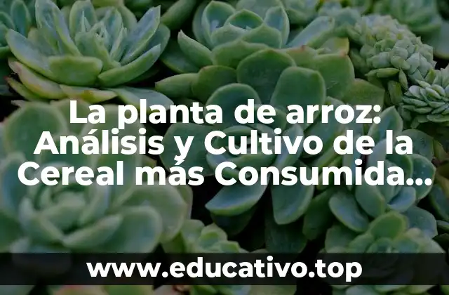 La planta de arroz: Análisis y Cultivo de la Cereal más Consumida Mundial
