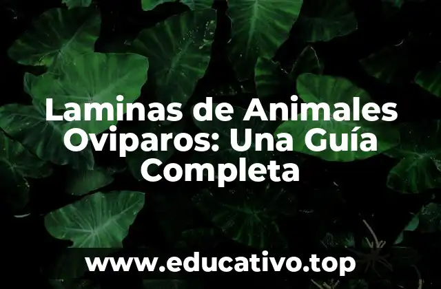 Laminas de Animales Oviparos: Una Guía Completa
