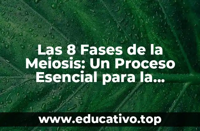 Las 8 Fases de la Meiosis: Un Proceso Esencial para la Reproducción