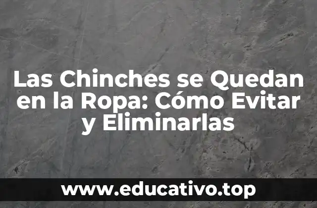 Las Chinches se Quedan en la Ropa: Cómo Evitar y Eliminarlas