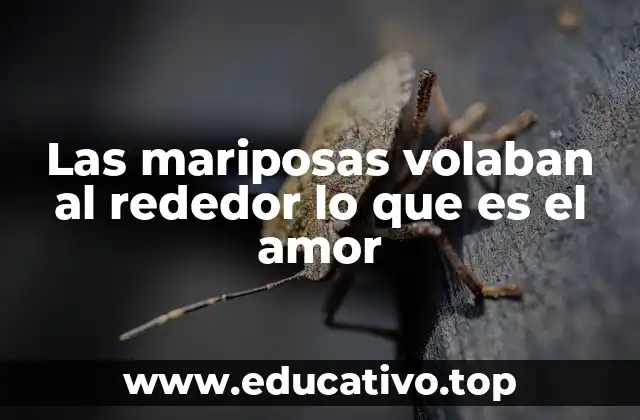 Las mariposas volaban al rededor lo que es el amor