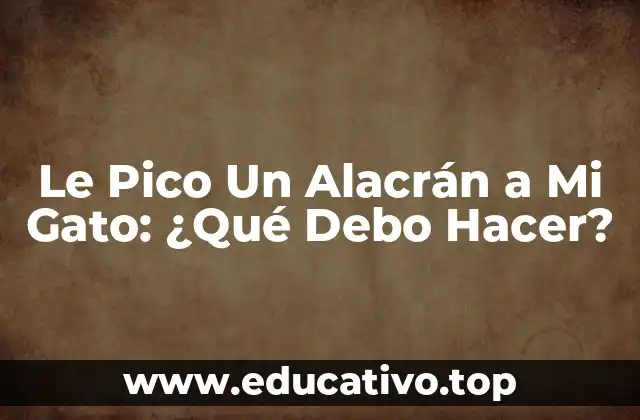 Le Pico Un Alacrán a Mi Gato: ¿Qué Debo Hacer?