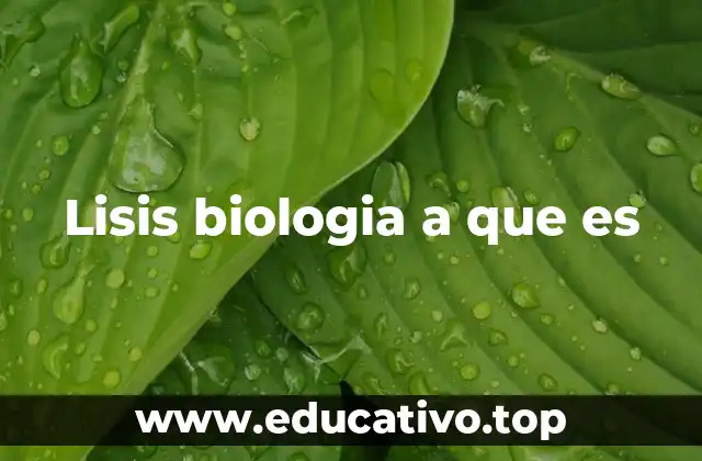Lisis biologia a que es