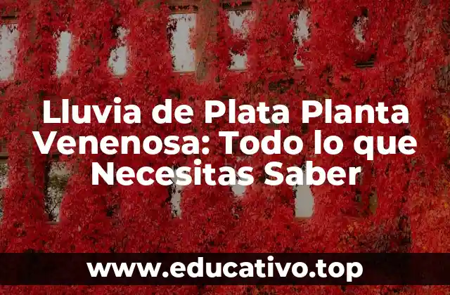 Lluvia de Plata Planta Venenosa: Todo lo que Necesitas Saber