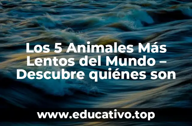 Los 5 Animales Más Lentos del Mundo – Descubre quiénes son