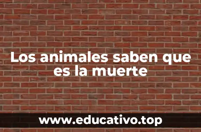 Cómo los animales reaccionan ante la muerte de otros