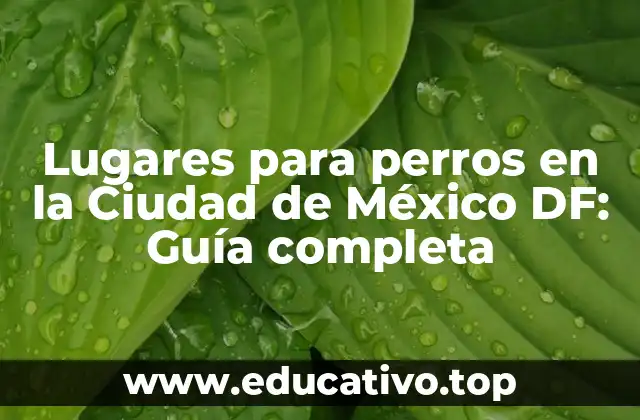 Lugares para perros en la Ciudad de México DF: Guía completa