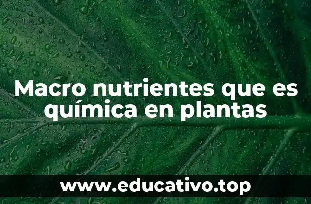 Macro nutrientes que es química en plantas