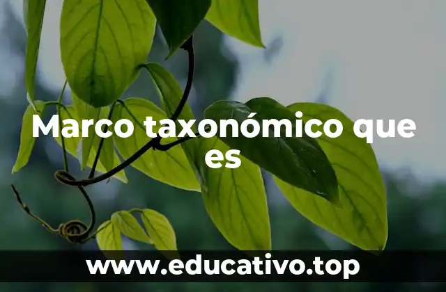 La importancia de los marcos taxonómicos en la educación