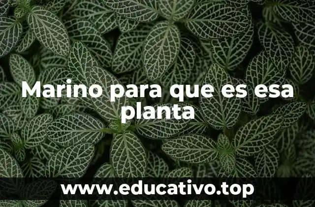 Marino para que es esa planta