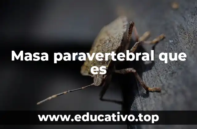 Masa paravertebral que es