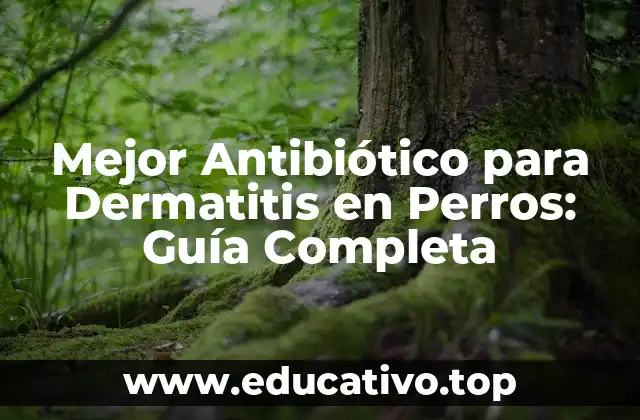 Mejor Antibiótico para Dermatitis en Perros: Guía Completa