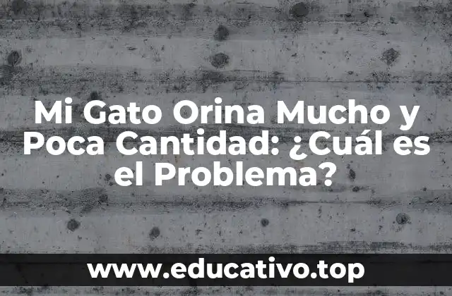Mi Gato Orina Mucho y Poca Cantidad: ¿Cuál es el Problema?
