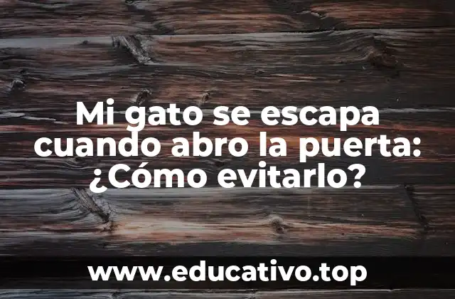 Mi gato se escapa cuando abro la puerta: ¿Cómo evitarlo?