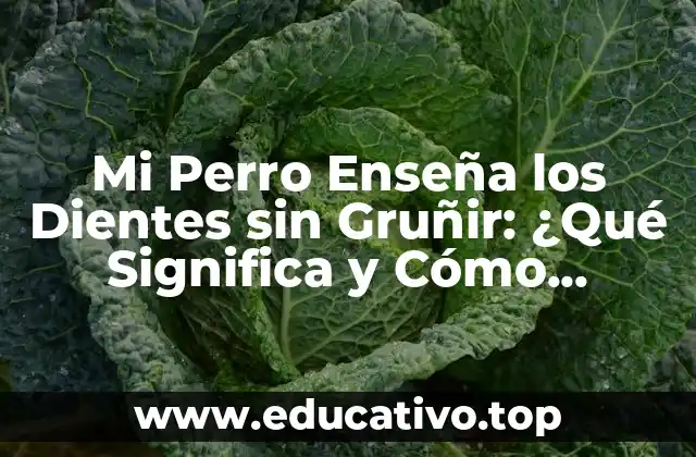 Mi Perro Enseña los Dientes sin Gruñir: ¿Qué Significa y Cómo Abordarlo?