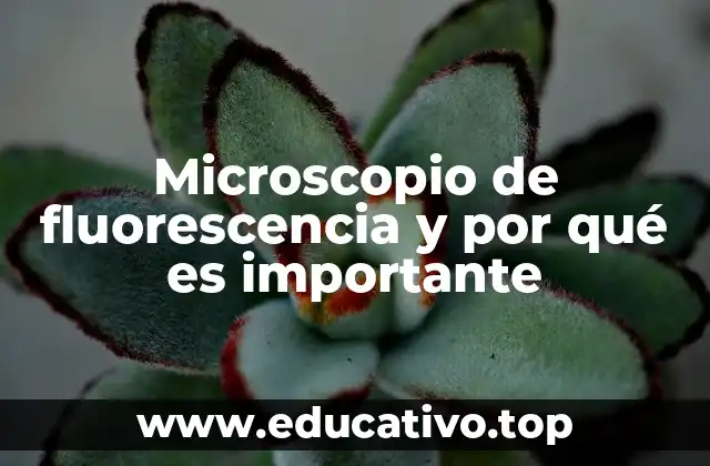 Microscopio de fluorescencia y por qué es importante