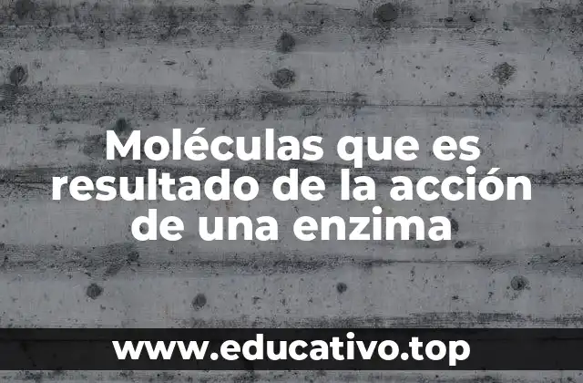 Cómo se forman las moléculas a través de enzimas