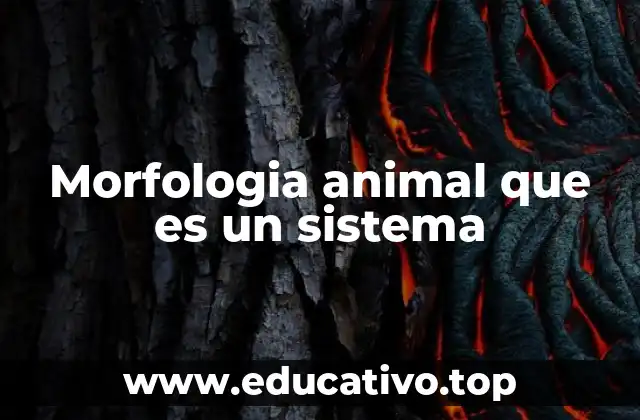 Morfologia animal que es un sistema